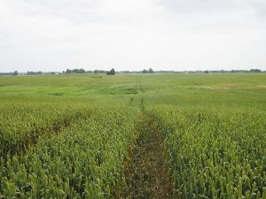 Projekto rezultatai - rekonstruotose melioruotose plotuose auga naujas derlius