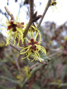 Hamamelis intermedia