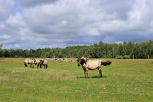 Paper laukinių arklių ganyklos