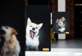Kauno „Akropolyje“ – žymaus šunų fotografo paroda
