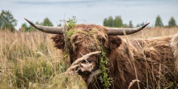 Highland veislės karvė, K. Kalns nuotr.