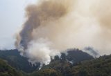 Miško gaisras Tenerifėje jau apėmė 10 000 hektarų plotą / EPA-ELTA nuotr.