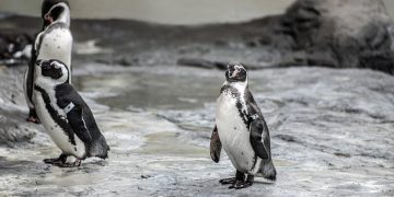 Neringos Girdvainienės nuotr.