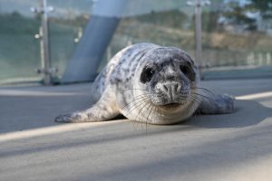 Pavel Kulikov nuotr.