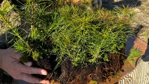 Pavilnių ir Verkių regioninių parkų direkcijos nuotr.