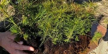 Pavilnių ir Verkių regioninių parkų direkcijos nuotr.