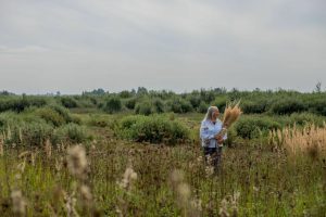 Koks ši vasara buvo mūsų augmenijai? / aut. pexels.com nuotr.