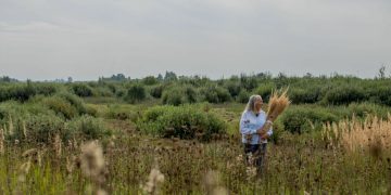 Koks ši vasara buvo mūsų augmenijai? / aut. pexels.com nuotr.